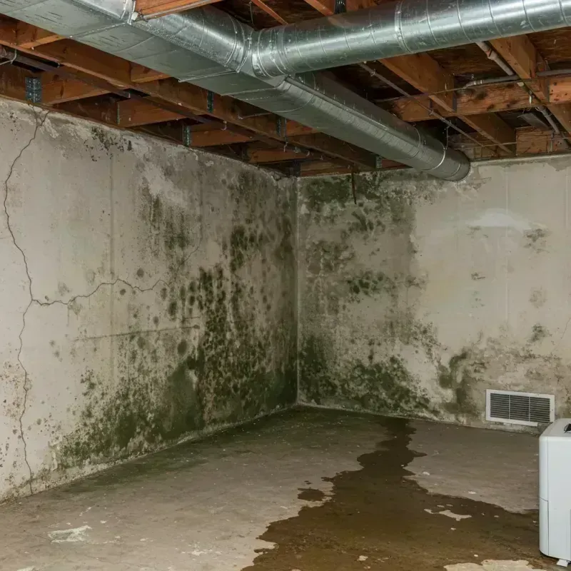 Professional Mold Removal in Woodburn, IN